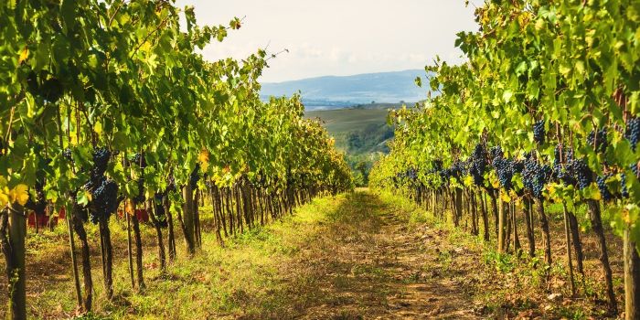 Come partecipare alla vendemmia in Italia
