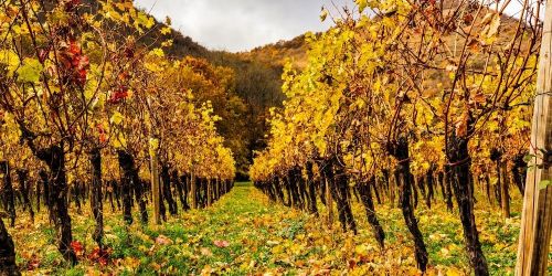 Discover Italian festivals in autumn