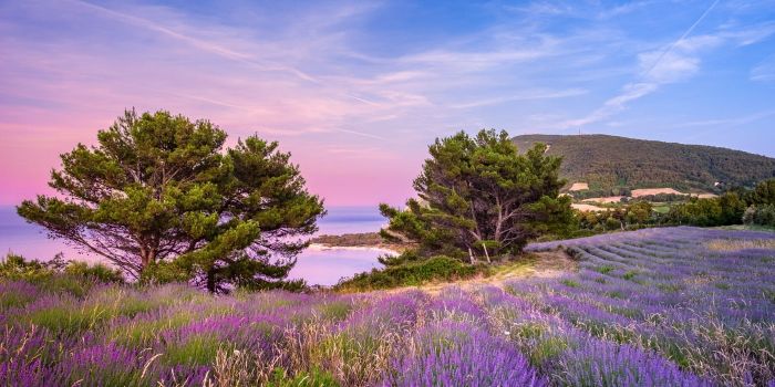 I più bei campi di lavanda in Italia da nord a sud