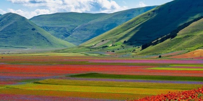 La Fioritura di Castelluccio di Norcia, uno straordinario spettacolo della natura