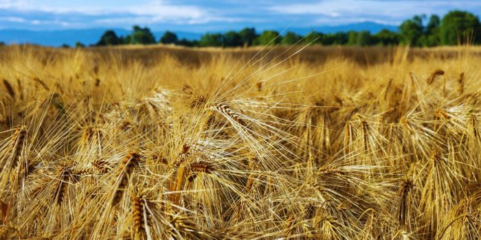 Il grano jervicella: eccellenza gastronomica di Monte Giberto