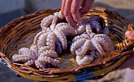 Curled octopus Bari, Apulia