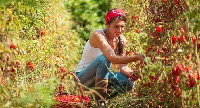 pomodoro-campano-origine-evoluzione