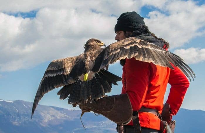 L'Arte della Falconeria: Patrimonio Umano Vivente UNESCO