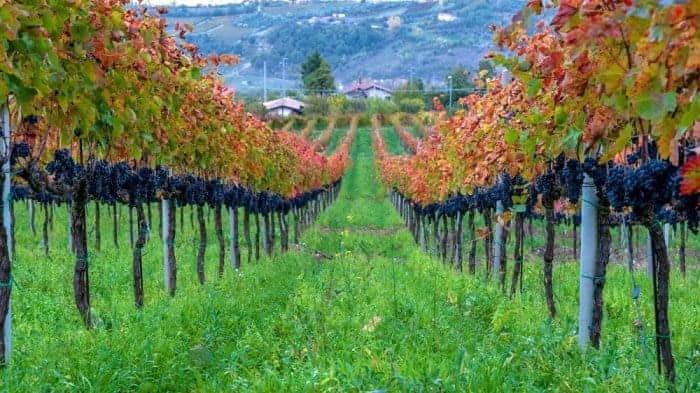 Campania: in Irpinia, terra di vini e sapori autentici, nasce il progetto adotta una vite 