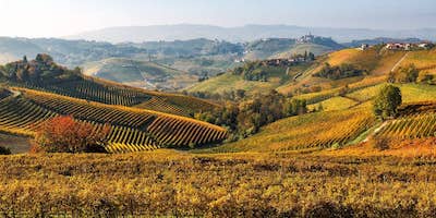 best Piedmontese wines