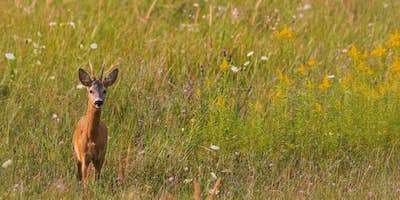 Alla scoperta del Gargano: la foresta Umbra