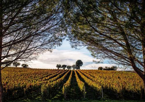 Umbria: 5 esperienze imperdibili tra arte, natura e buon vino