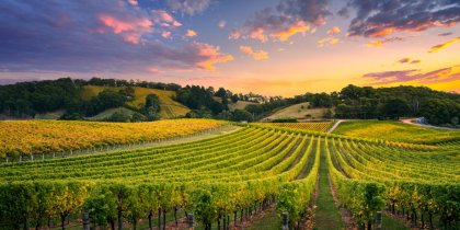 vini più importanti della Toscana