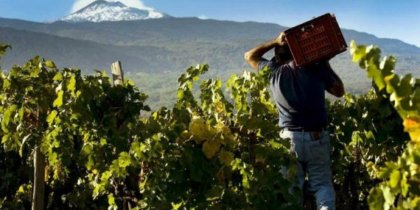 Sicily: Etna's wines and grape varieties