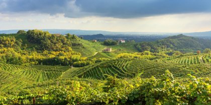 vini marca trevigiana 