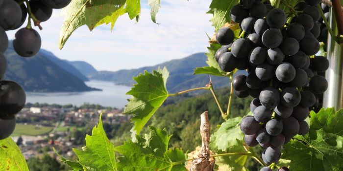 10 Italian wines to savor at home that you can shop online