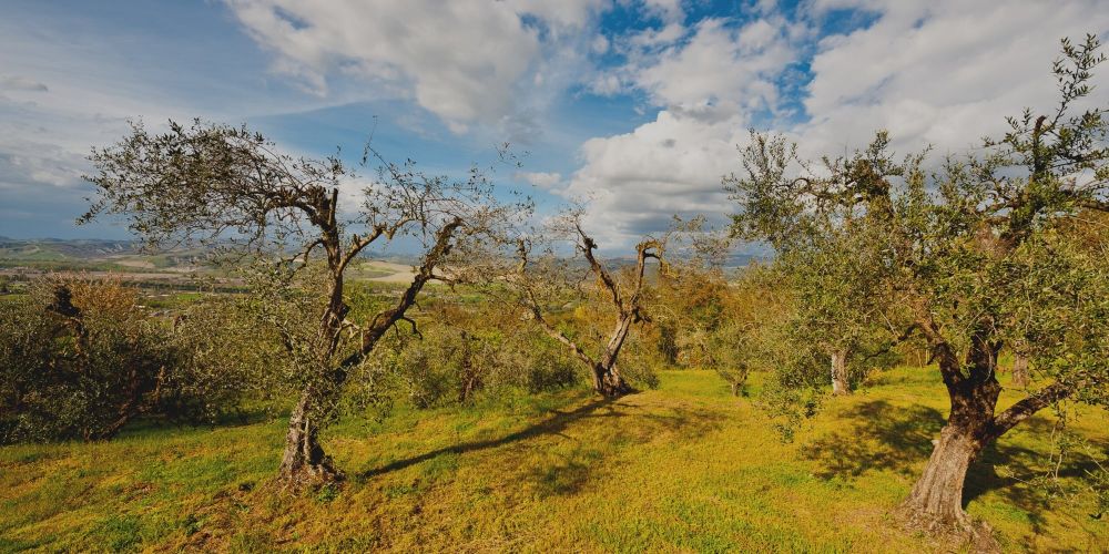 Italian Olive Oil: everything you need to know to recognize it 