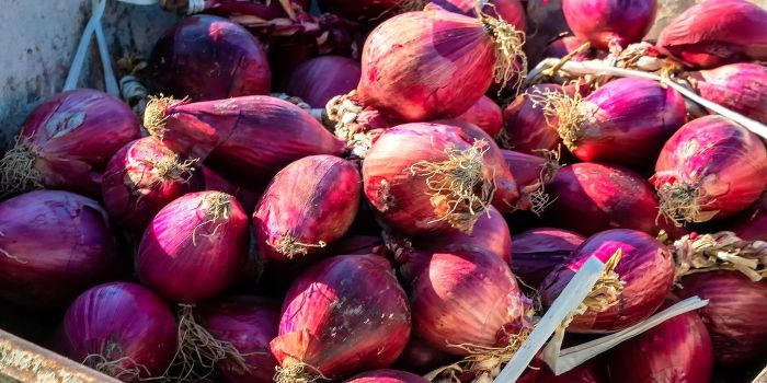 Onion of Tropea