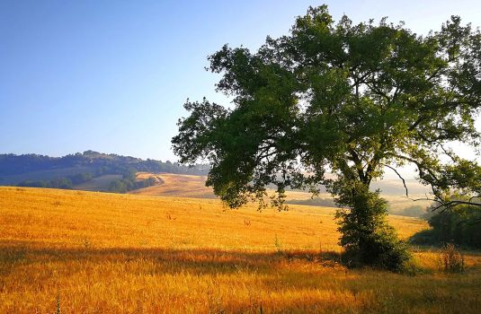 Escape to Tuscia: A 5-Day Itinerary through Italy’s secret villages and wild beauty