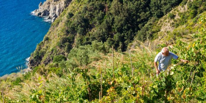 Top 10 best wineries in Campania