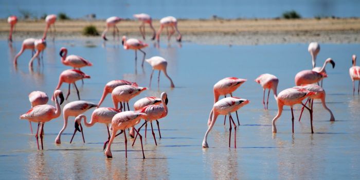 Flamingos in Italy 