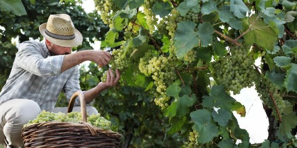 Autunno in Italia: cosa fare, dalla vendemmia agli eventi