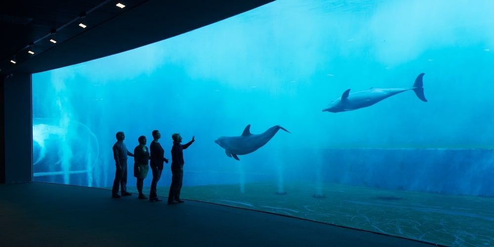 Long weekend in Genoa: Aquarium