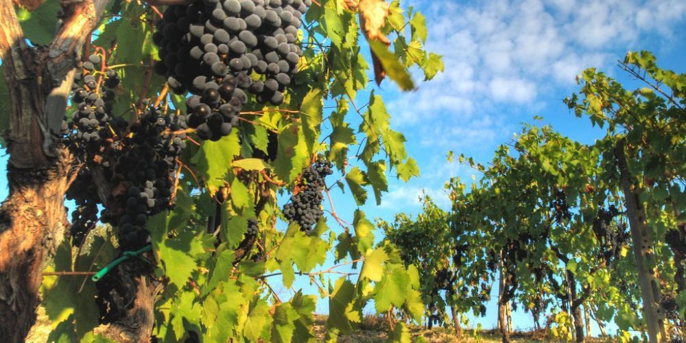 Torna l'Expo del vino a settembre Torna l'Expo del vino a settembre