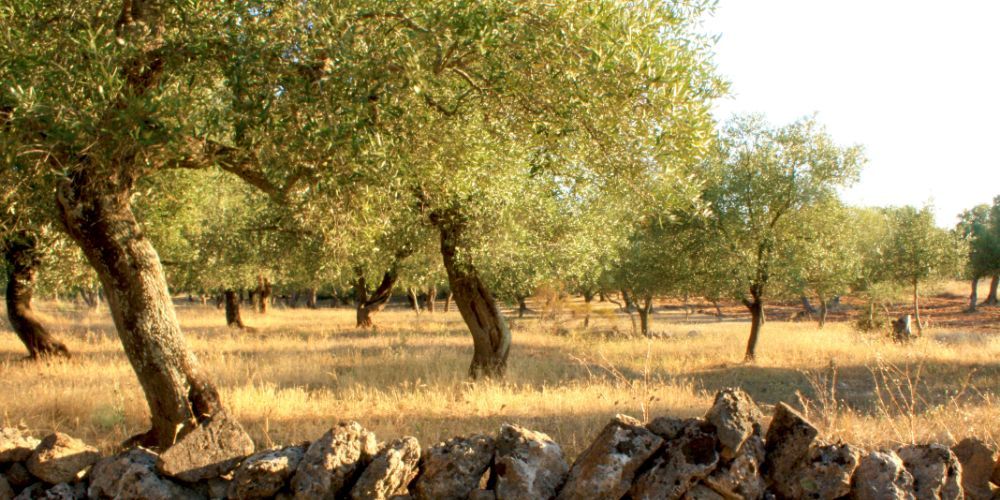 salento come un local, Uliveti salento come un local, Uliveti