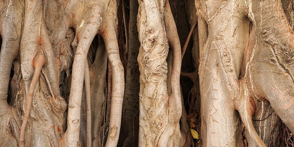 Visitare Cagliari come un local, Orto Botanico Visitare Cagliari come un local, Orto Botanico