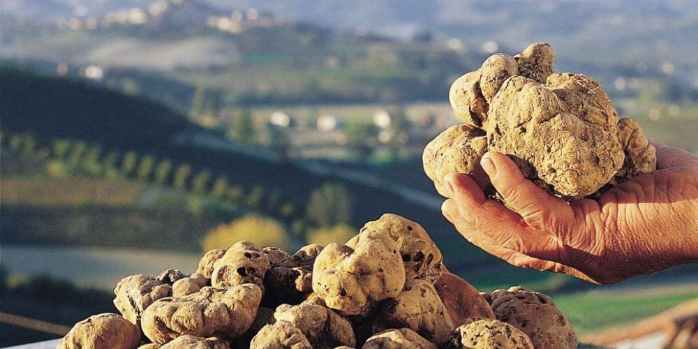 Fiera Internazionale del Tartufo Bianco d'Alba Fiera Internazionale del Tartufo Bianco d'Alba