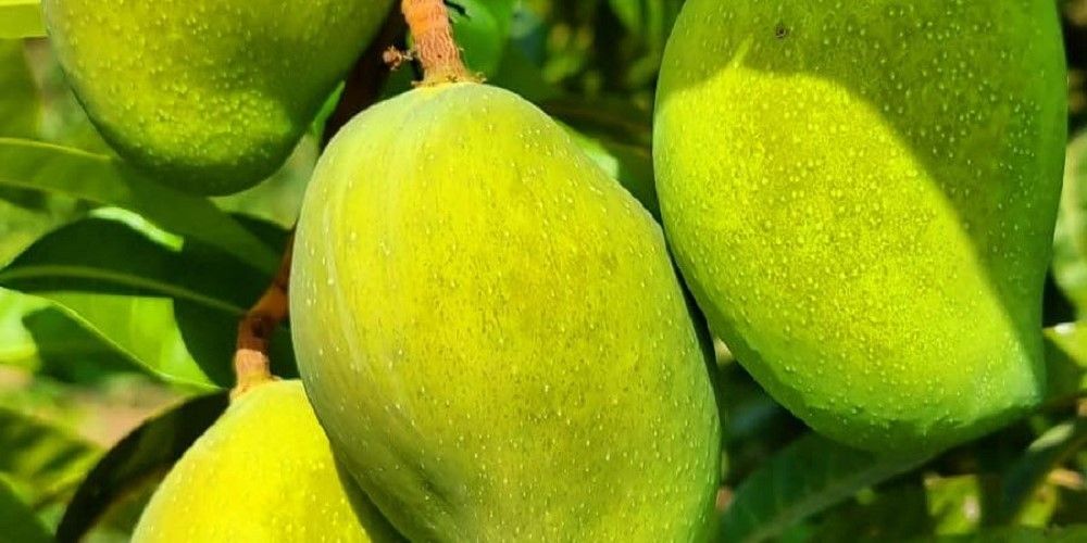 Kensington Pride, il mango dell'Etna Kensington Pride, il mango dell'Etna