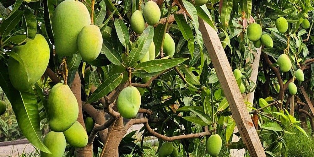 Un albero di mango Kensington Pride in Sicilia Un albero di mango Kensington Pride in Sicilia