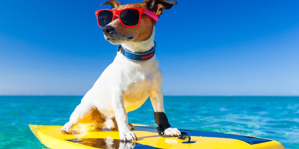 vacanze in Italia col cane
