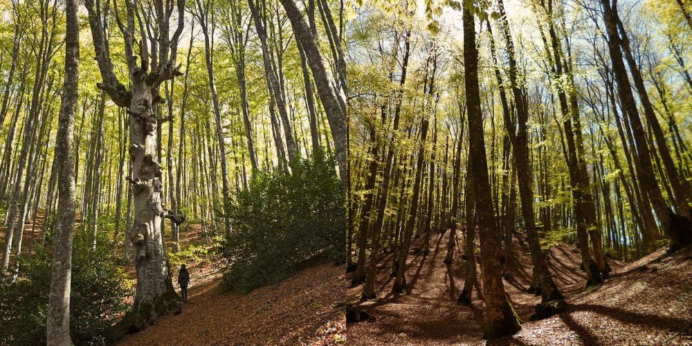 Faggeta Costara, Sasso di Castalda