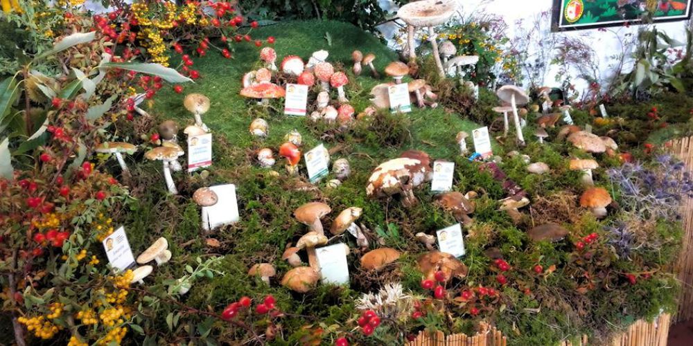 Events in Montottone, mushroom exhibition