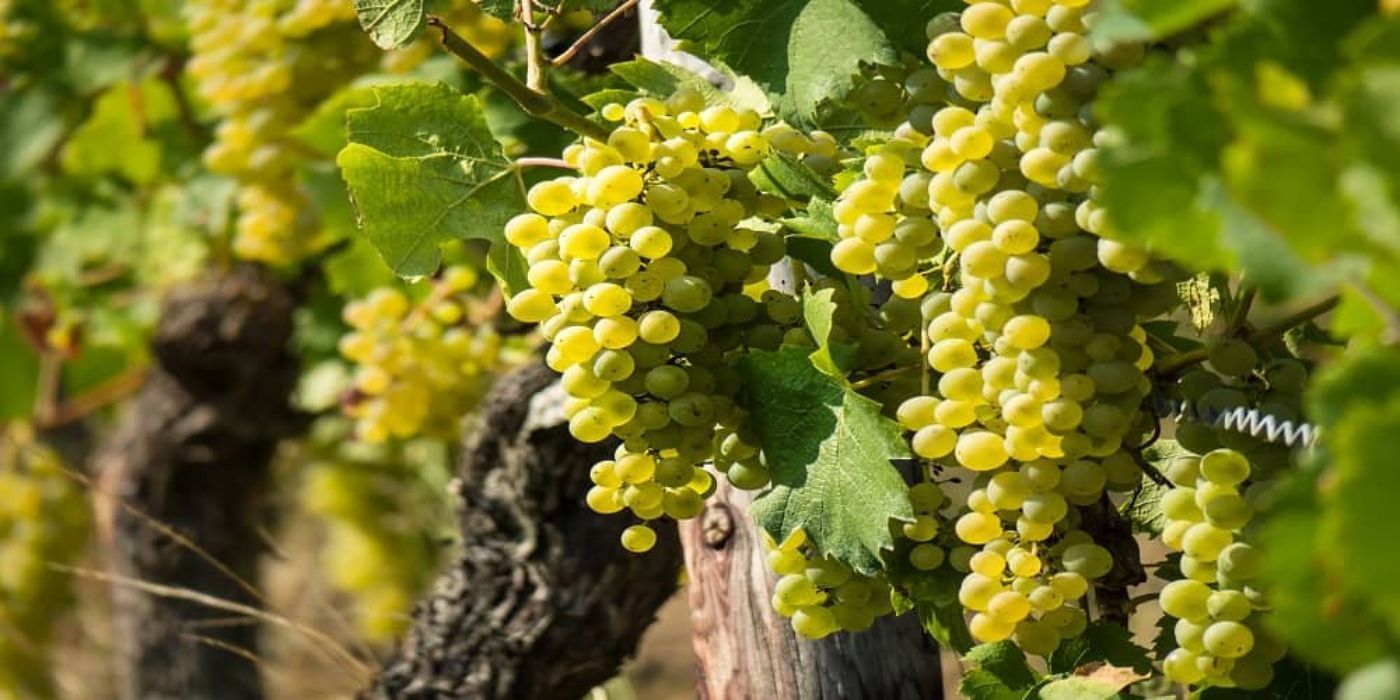Scopri la mappa dei vini italiani Scopri la mappa dei vini italiani
