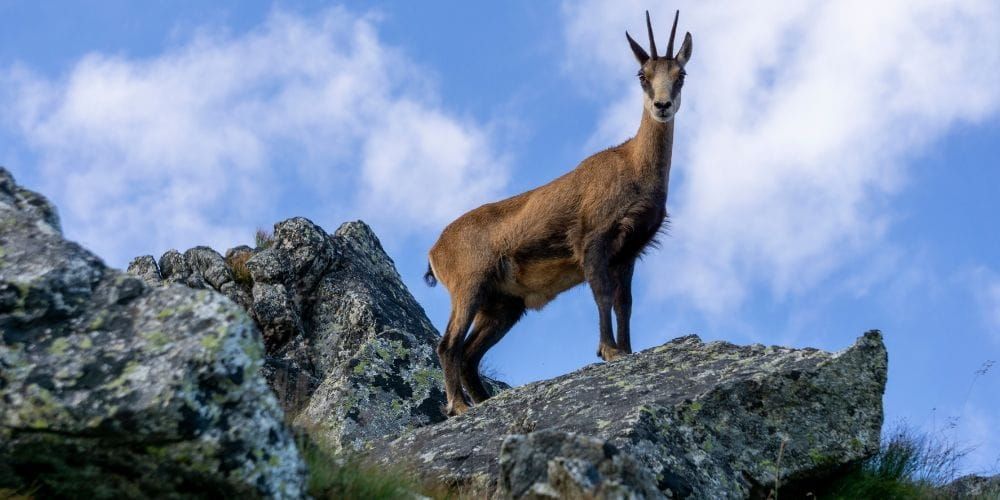 La fauna del Parco Sirente Velino: scopri le specie autoctone d’Abruzzo