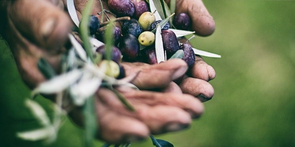 Falerone's olive oil