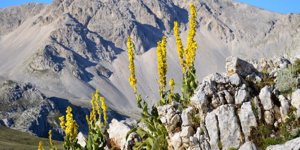 La flora del Parco Sirente Velino: i colori e profumi dei percorsi balsamici