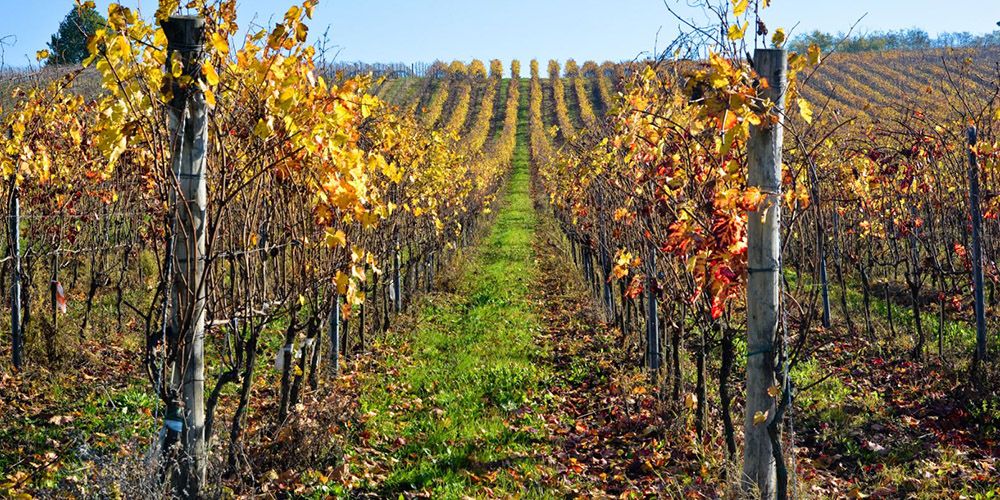 Rows of vineyards in Golferenzo Rows of vineyards in Golferenzo