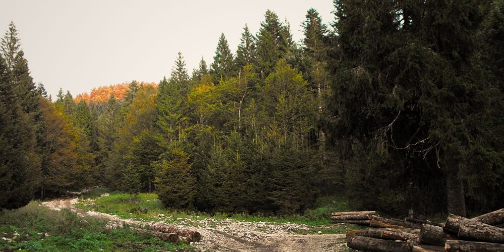 Boschi in Italia: Cansiglio