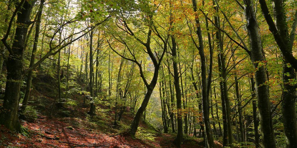 Boschi in Italia: Foreste Casentinesi