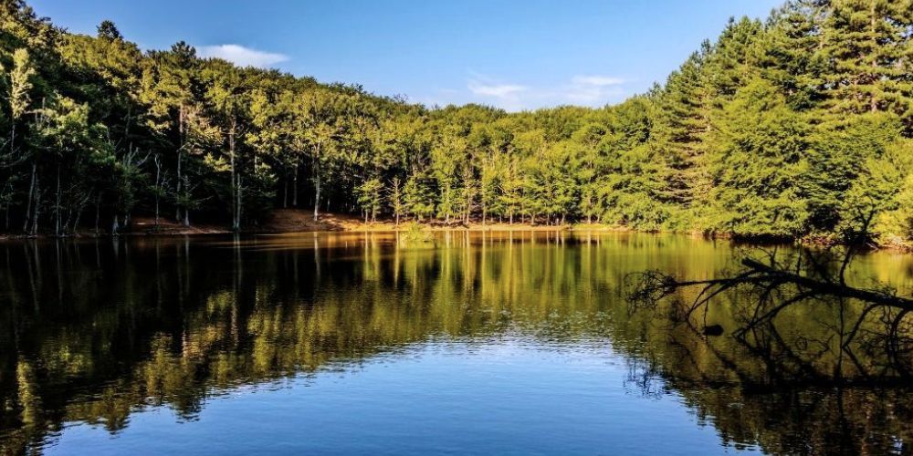 Boschi in Italia: Foresta Umbra