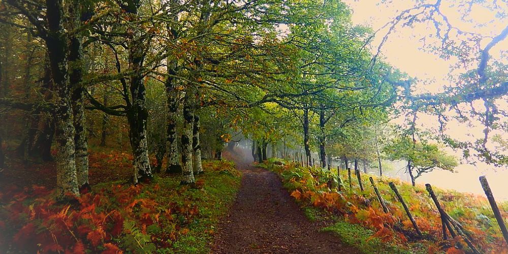 Boschi in Italia: Malabotta