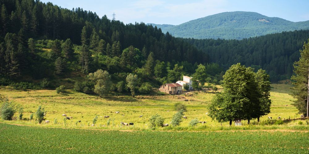 Boschi in Italia: Parco Nazionale della Sila
