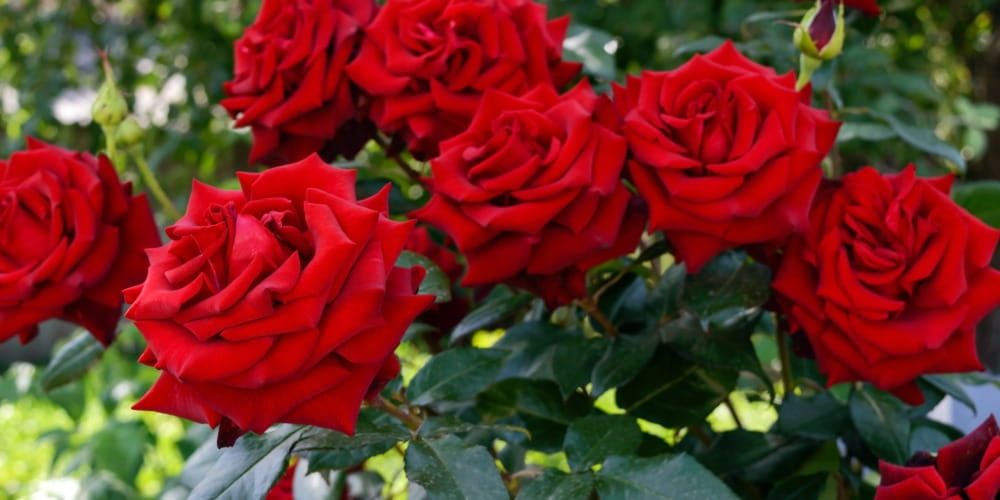 Festa del Bocolo Basil and the rose garden of love