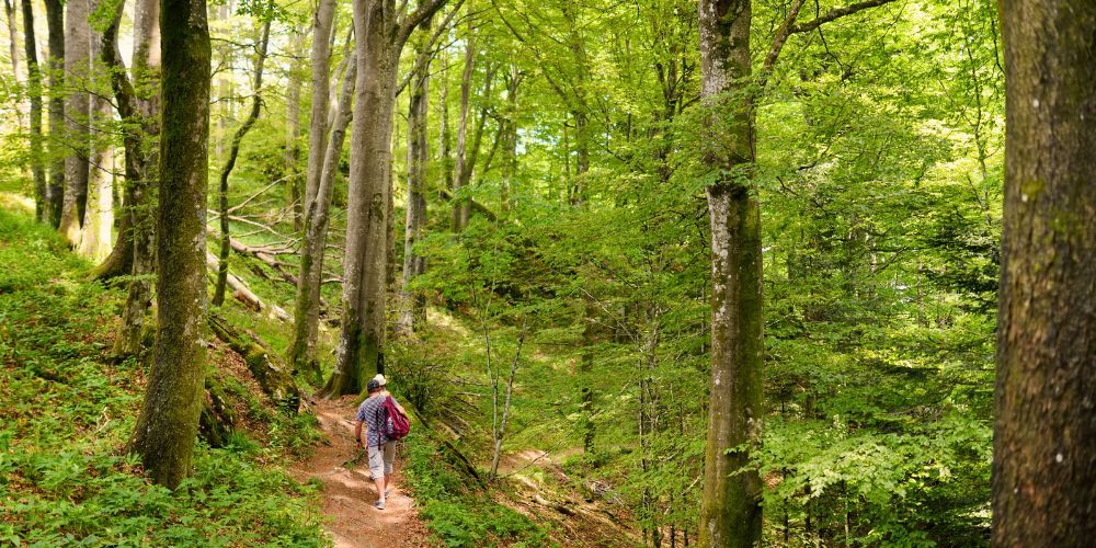 Boschi in Italia: Verna