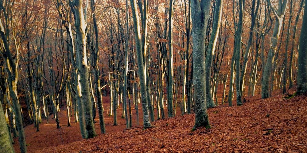 Boschi in Italia: Tecchie