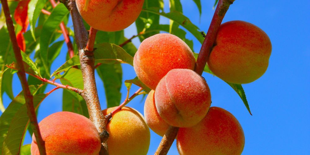 Valdaso peaches: a product of excellence from Lapedona