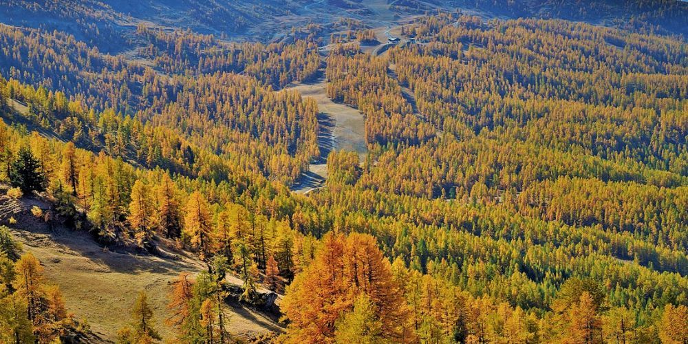 Boschi in Italia: Salbertrand