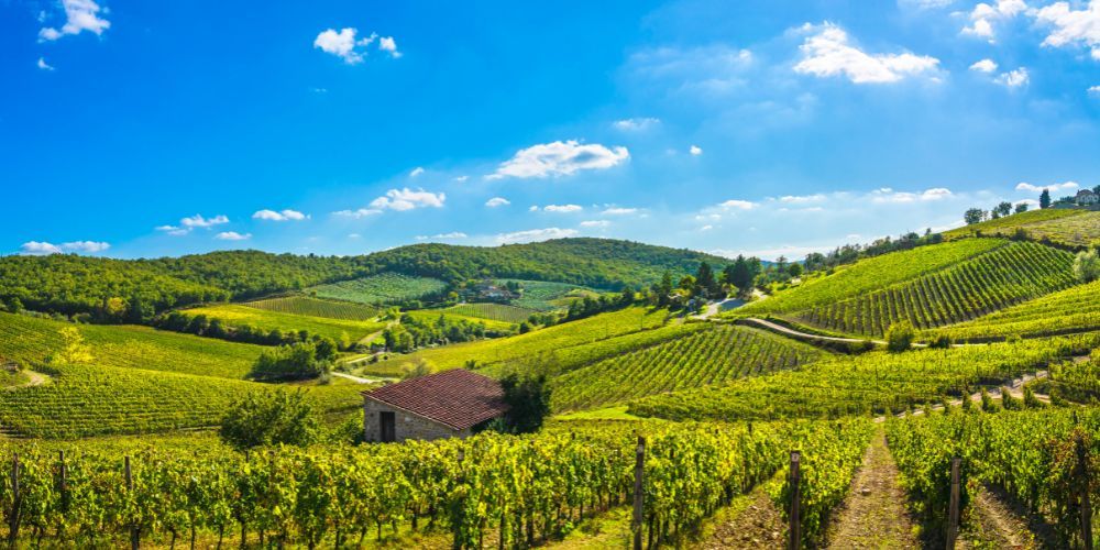 Vigneti, Radda in Chianti Vigneti, Radda in Chianti