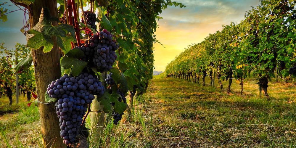 Siti Unesco in Piemonte: Langhe-Roero e Monferrato