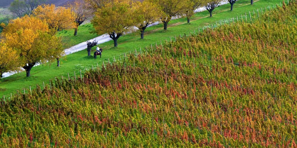 Vineyard in Conero